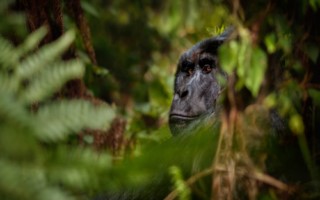 5 Day Uganda Gorilla Trek [320x200]